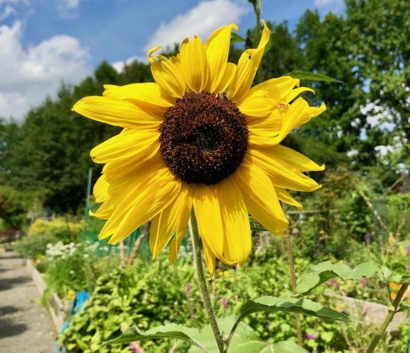 Community Treasure: The Roosevelt Island Garden Club Sunflower meets the end of summer at the Garden Club